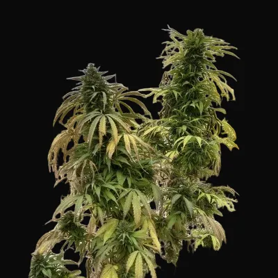 Yarkhun Valley Regular