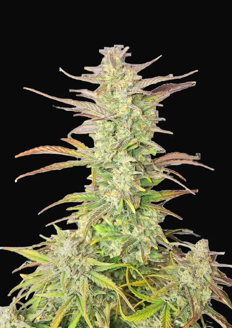 Z-Up Auto