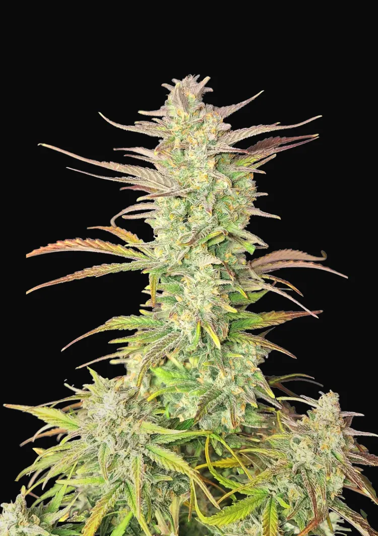 Z-Up Auto