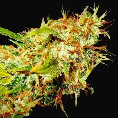Zamaldelica Regular