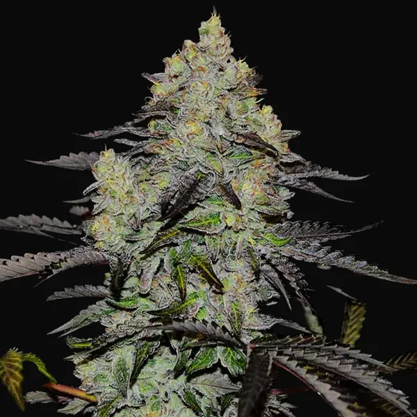 Zinnapple