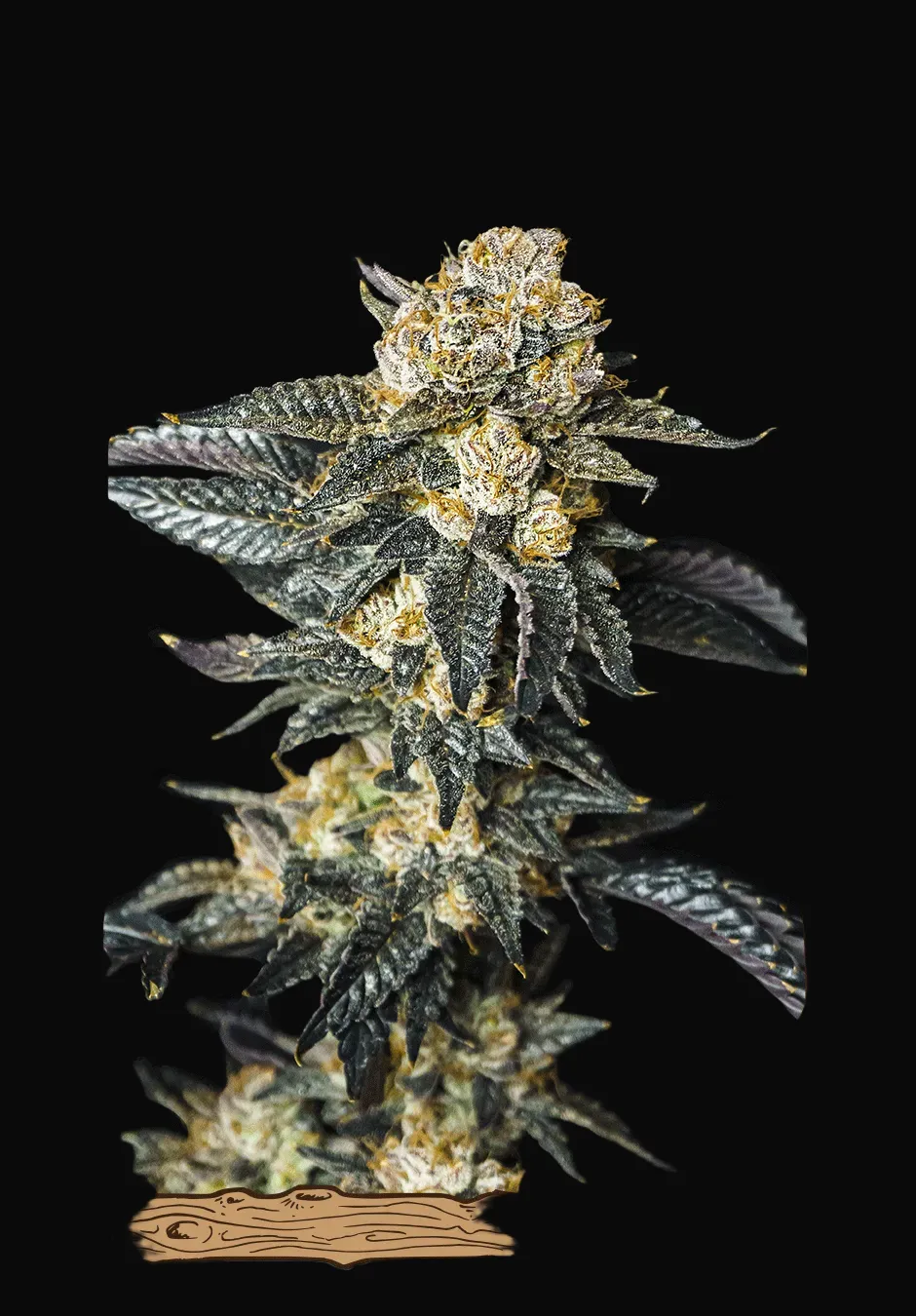 Zkittaberry Auto