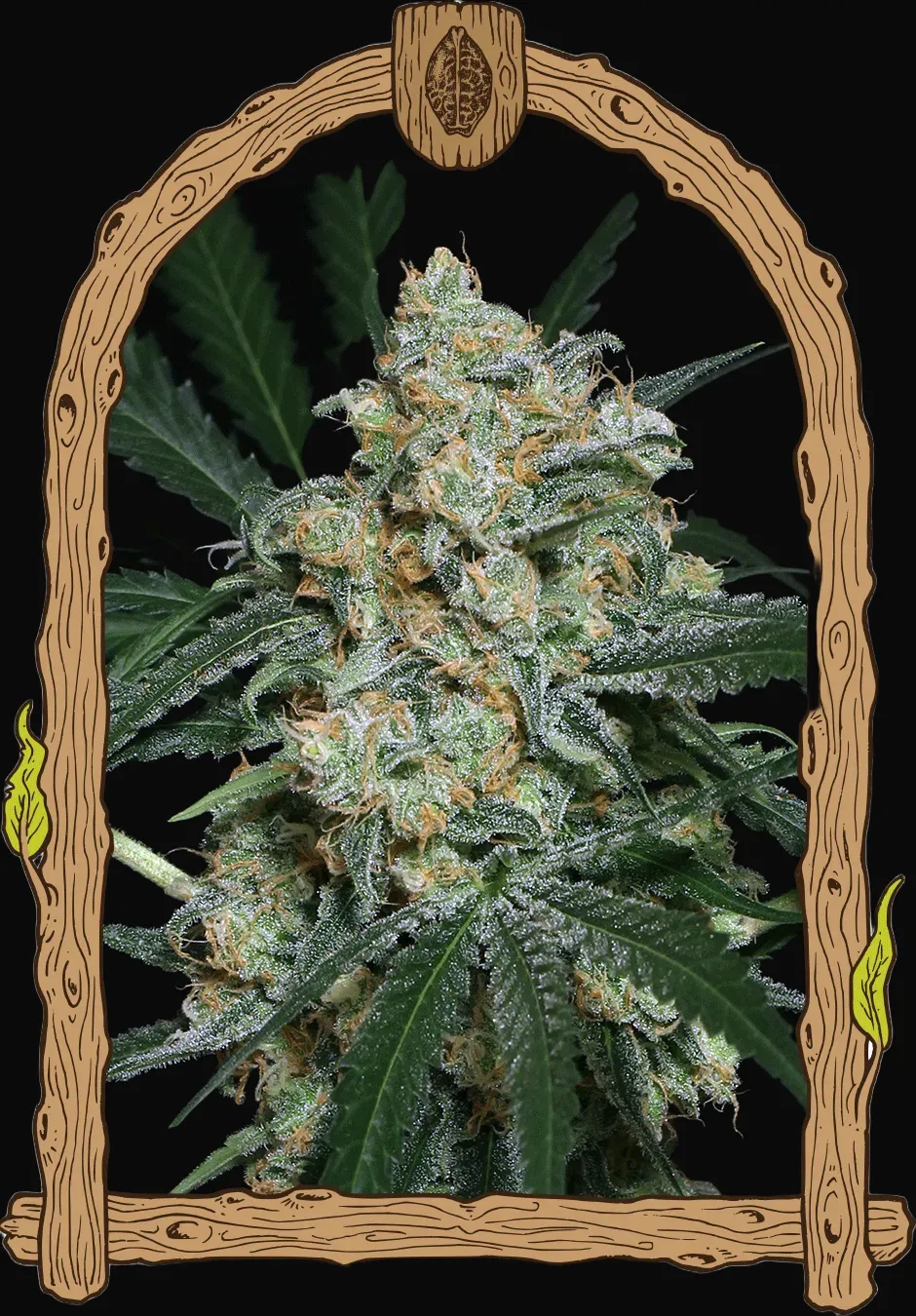 Zkittalicious Auto