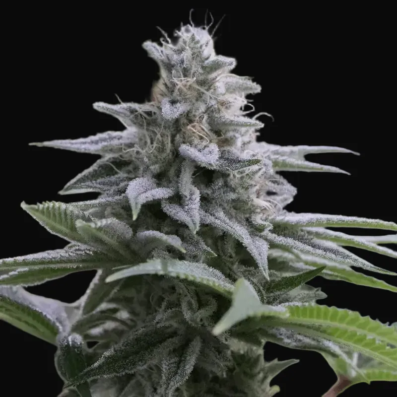Zkittlez 2.0