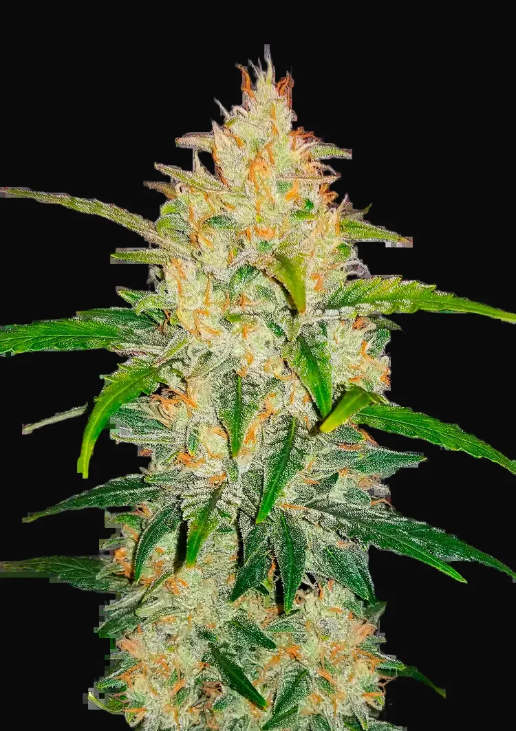 Zkittlez Auto