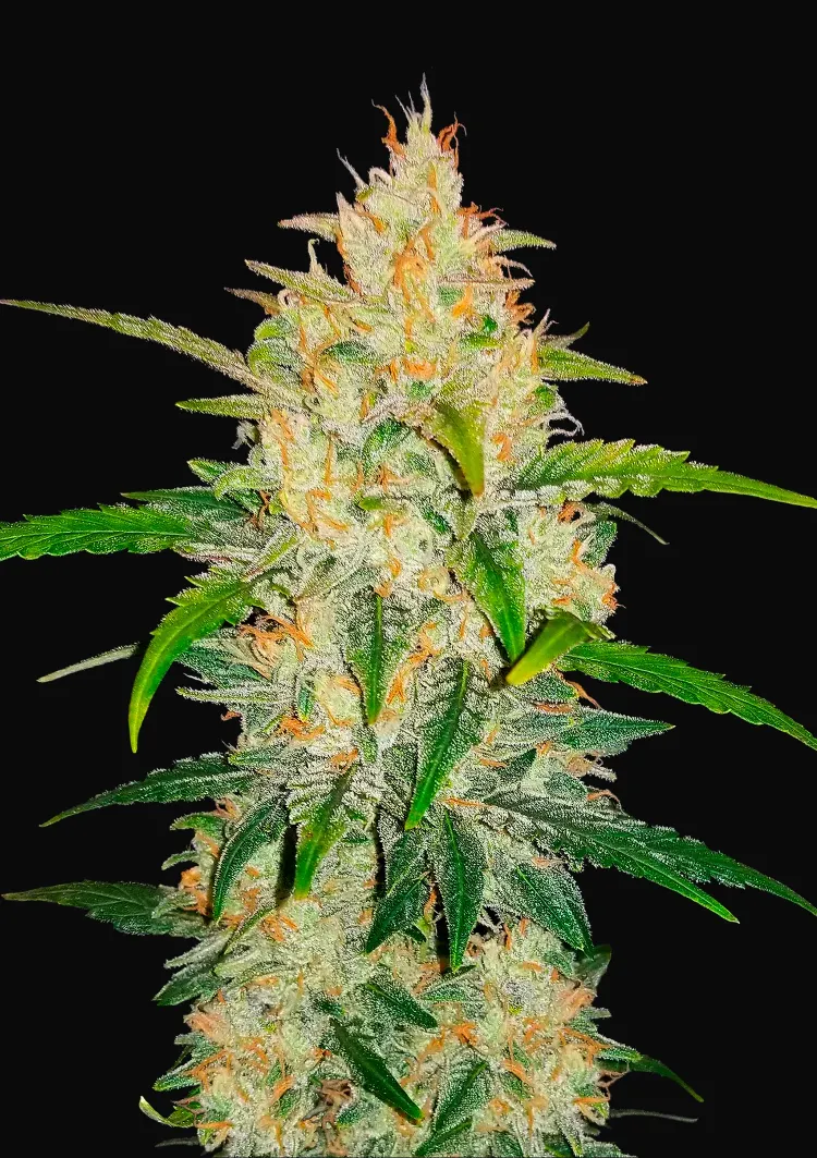 Zkittlez Auto