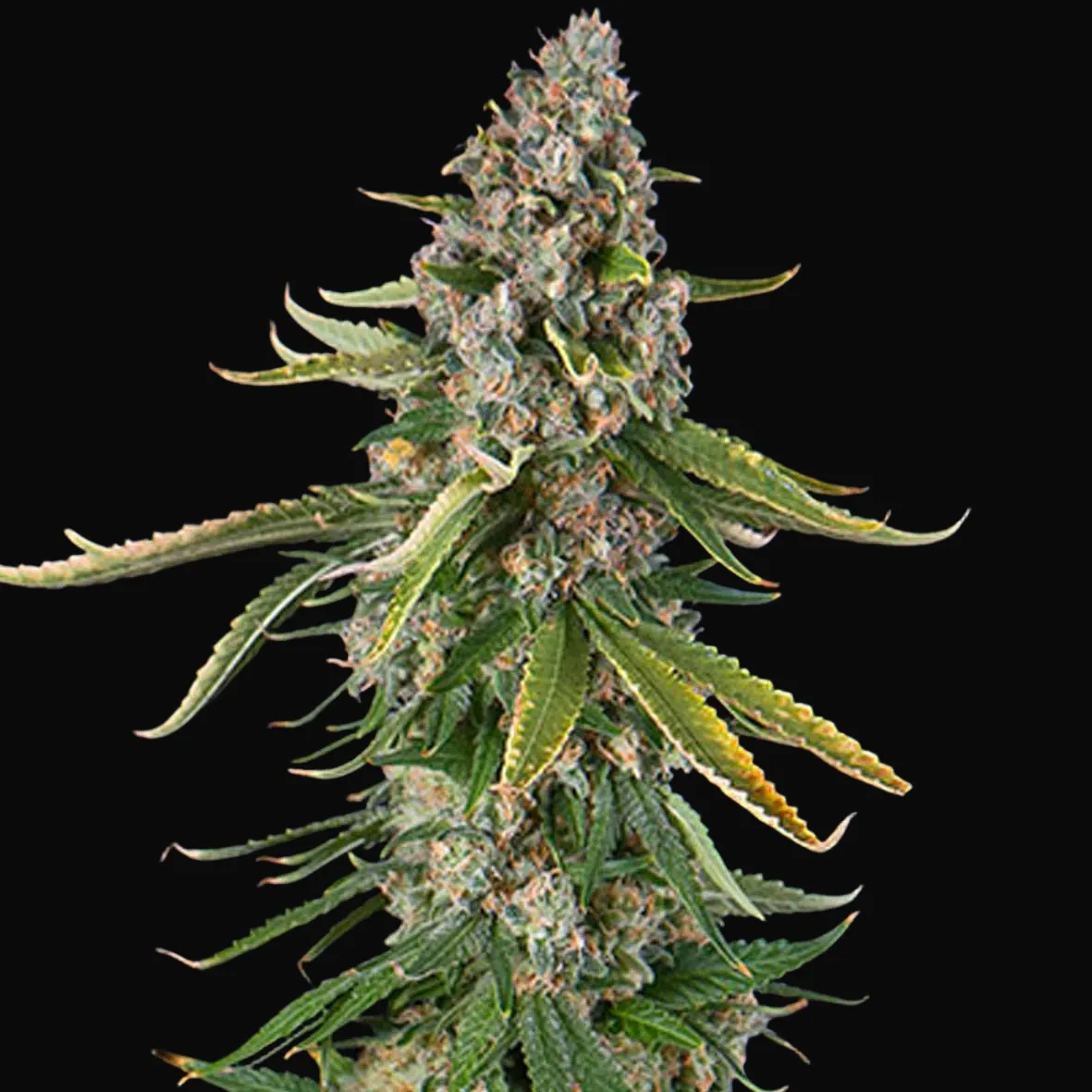 Zkittlez Auto