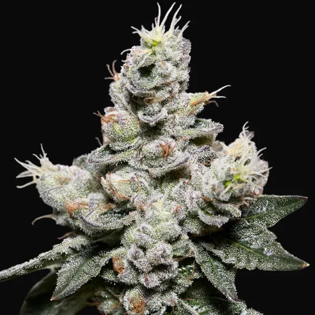 Zkittlez Auto