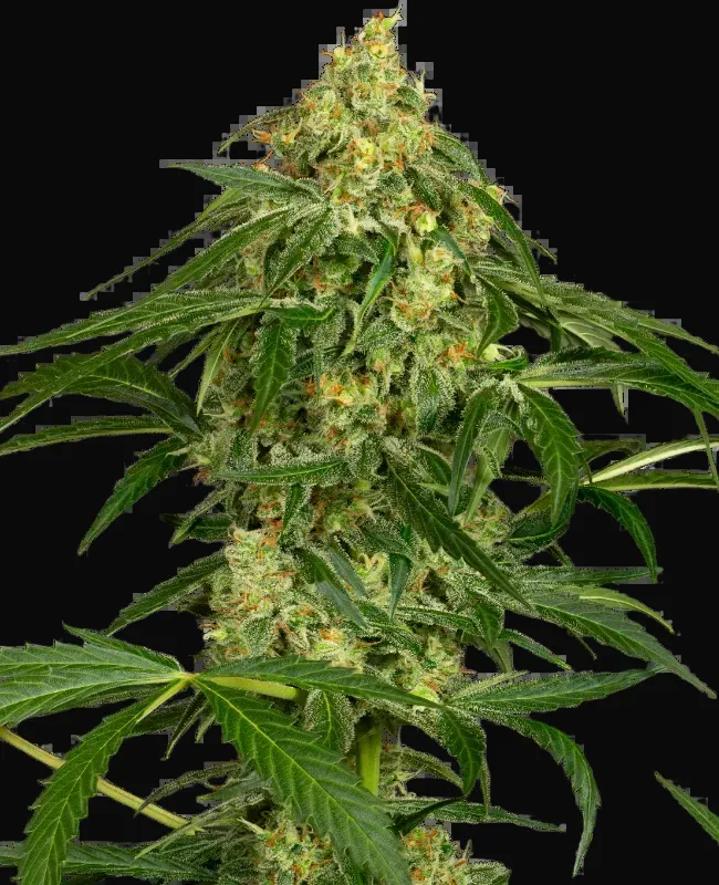 Zkittlez Automatic