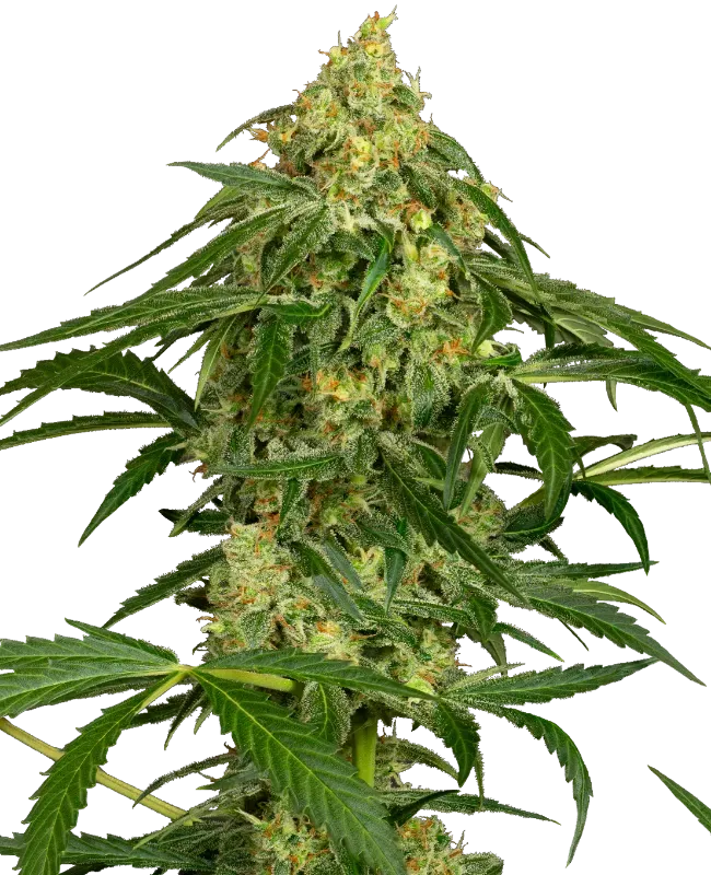 Zkittlez Automatic