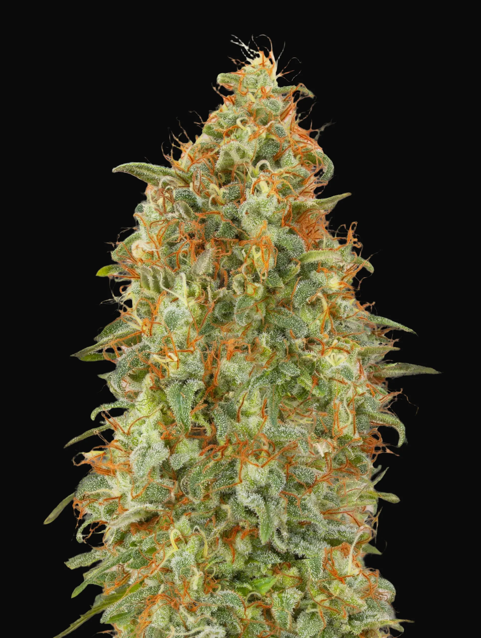 Zkittlez Fast