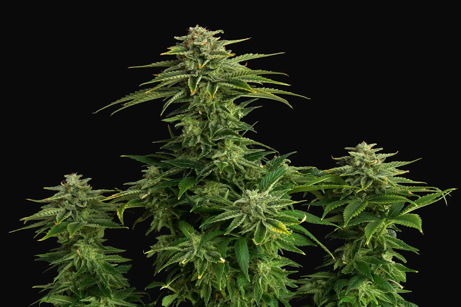 Zkittlez