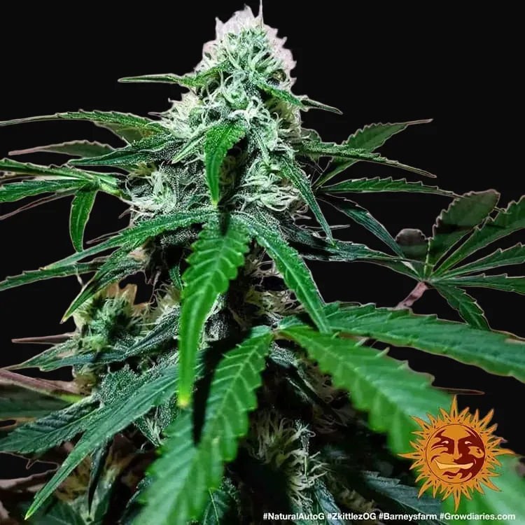 Zkittlez OG Auto