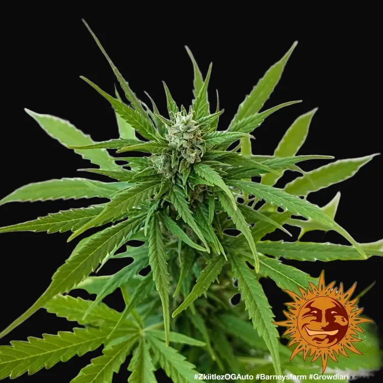Zkittlez OG Auto