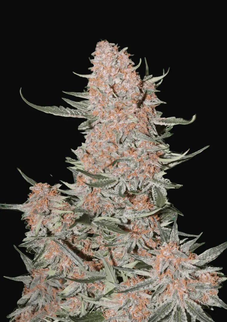 Ztrawberriez Auto