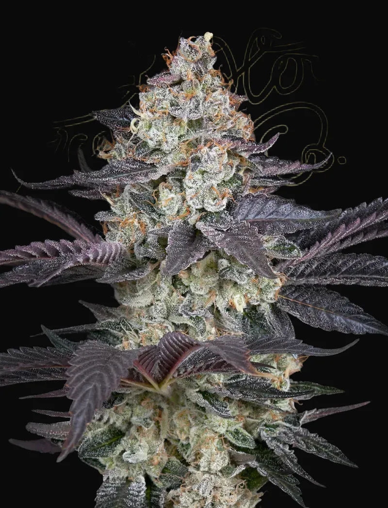 Ztrawberry