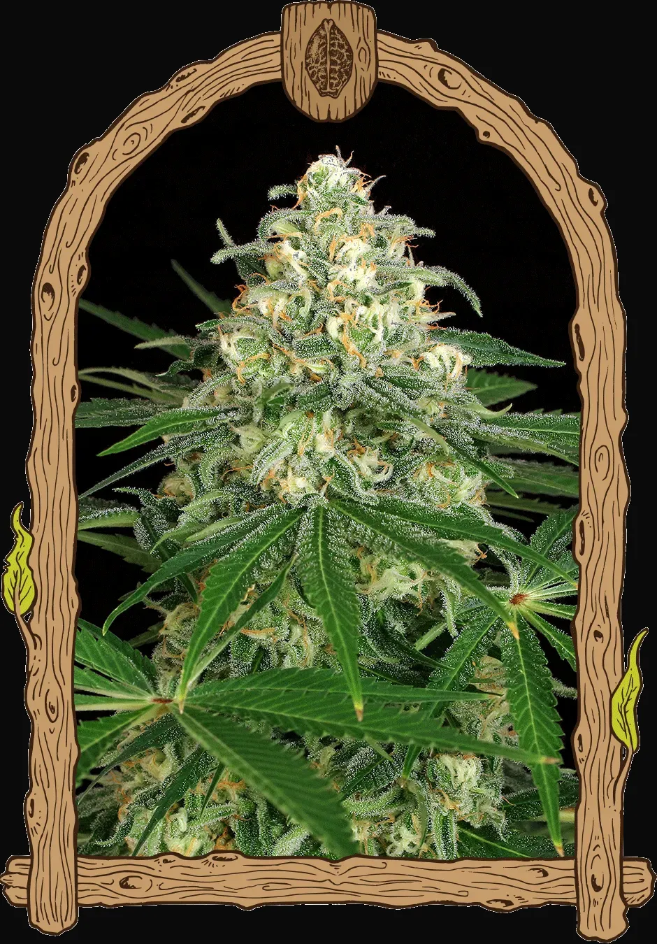 Z&Z Auto