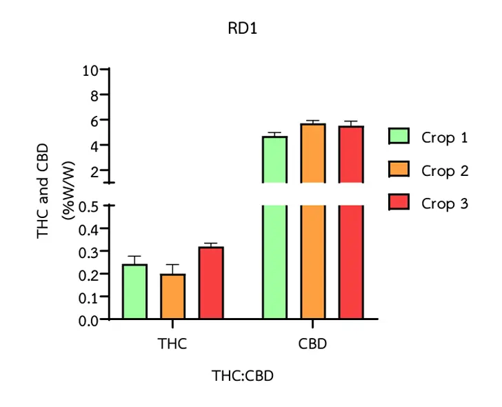 Wykres stosunku wartości THC do CBD w odmianie RD1