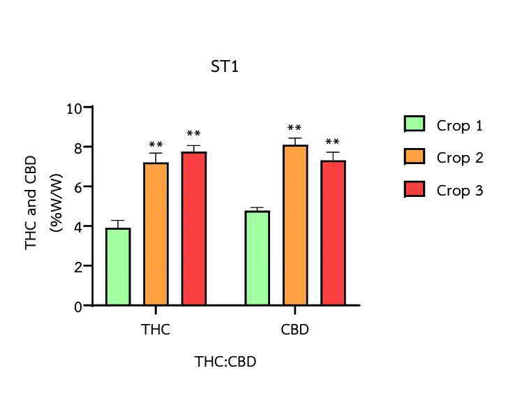Wykres stosunku wartości THC do CBD w odmianie ST1