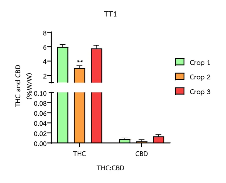 Wykres stosunku wartości THC do CBD w odmianie TT1